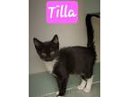 Adopt Tilla a Domestic Short Hair