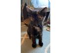 Adopt Jetta a Domestic Short Hair