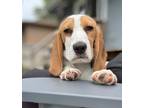 Adopt Lemon - Fostered in Omaha a Beagle