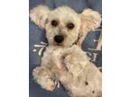 Adopt Beatrice a Bichon Frise, Mixed Breed
