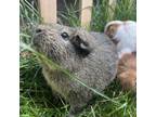 Adopt Tana a Guinea Pig