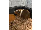 Adopt Dairy Queen a Guinea Pig