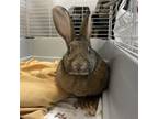 Adopt Peggy a Bunny Rabbit