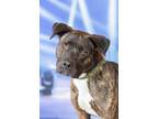 Adopt Sabrina Carpenter a Mixed Breed