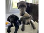 Great Dane Puppy for sale in Charlestown, RI, USA