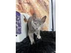 Adopt Tabitha a Domestic Short Hair