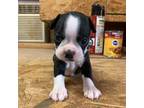 Boston Terrier Puppy for sale in Potosi, WI, USA