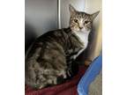 Adopt Sweet Sue a Domestic Short Hair