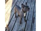 French Bulldog Puppy for sale in Morris, IL, USA