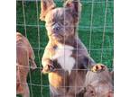 French Bulldog Puppy for sale in Morris, IL, USA