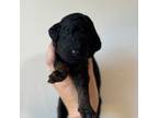 Mutt Puppy for sale in Sedona, AZ, USA