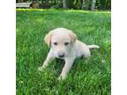 Labrador Retriever Puppy for sale in Greeneville, TN, USA