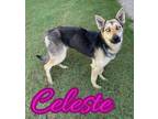 Adopt Celeste a German Shepherd Dog, Mixed Breed