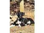 Adopt Nebula a Hound, Border Collie