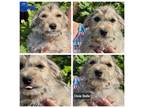 Adopt Dixie Belle a Yorkshire Terrier, Pit Bull Terrier