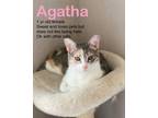 Adopt Agatha a Domestic Short Hair