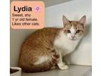 Adopt Lydia a Domestic Short Hair