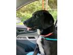 Adopt Jilly a Labrador Retriever