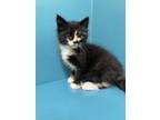 Adopt Sparky a Domestic Long Hair, Domestic Short Hair