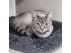 Adopt Diana a Siamese, Domestic Short Hair