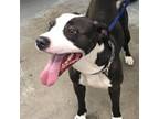 Adopt Bounce a American Staffordshire Terrier