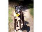 Adopt Dakota a Mixed Breed