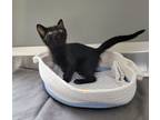 Adopt Toonces a Domestic Short Hair