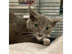 Adopt Marble a Domestic Short Hair