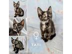 Adopt Tati a Domestic Short Hair