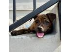 Adopt Rubbles a Retriever, Terrier