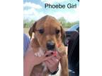 Adopt Phoebe MM a Mixed Breed