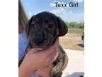 Adopt Texx MM a Mixed Breed