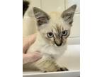 Adopt Annie a Siamese, Domestic Short Hair