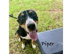 Adopt Piper a Labrador Retriever