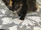 Adopt Jelly a Domestic Short Hair