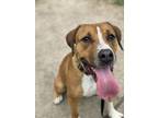 Adopt 2405-0783 Bayleigh a Pit Bull Terrier, Hound