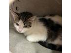 Adopt Pucca a Domestic Medium Hair, Domestic Short Hair