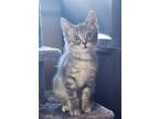 Adopt Primrose a Domestic Short Hair