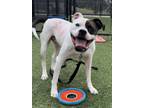 Adopt Ingrid a Pit Bull Terrier, Mixed Breed