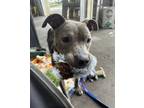 Adopt River a Pit Bull Terrier, Mixed Breed