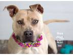 Adopt Ikea a Pit Bull Terrier, Mixed Breed