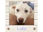 Adopt Lulu a Labrador Retriever