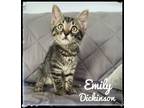 Adopt Emily Dickinson a Domestic Short Hair