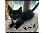 Adopt Harriet a Domestic Short Hair