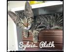 Adopt Sylvia Plath a Domestic Short Hair