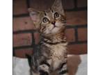 Adopt Dolly a Domestic Short Hair