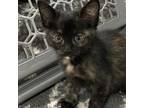 Adopt Mercedes a Domestic Short Hair