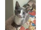 Adopt Rosemary a Domestic Short Hair