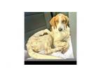 Adopt Callie a Treeing Walker Coonhound, Mixed Breed