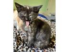 Adopt SISIG - Food Squad Kitten Girl a Tortoiseshell